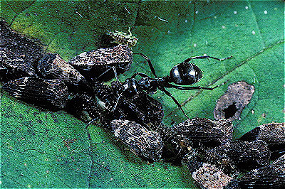 Ant Tending Planthoppers