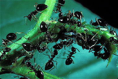 Ants Tending Aphids