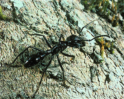 Bala Ant