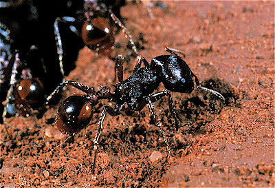 Harvester Ant