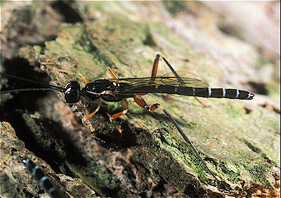 Ichnuemon Wasp