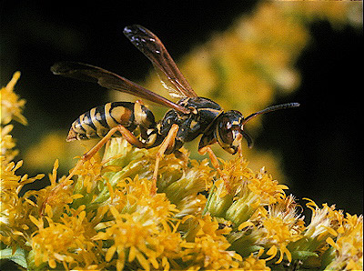 Paper Wasp