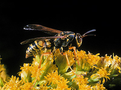 Paper Wasp