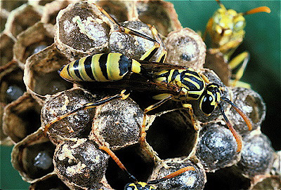 Paper Wasps w/ Nest