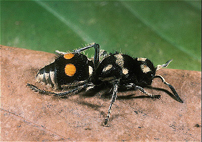 Velvet Ant