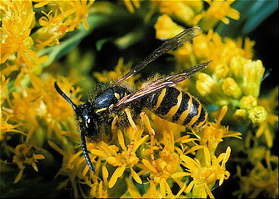 Eastern Yellow Jacket