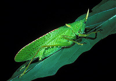 Coneheaded Katydid