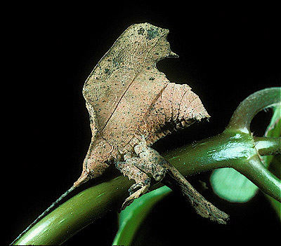 Dead Leaf Mimic Katydid