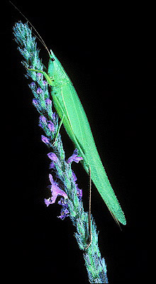 Eastern Sword-Bearer Katydid