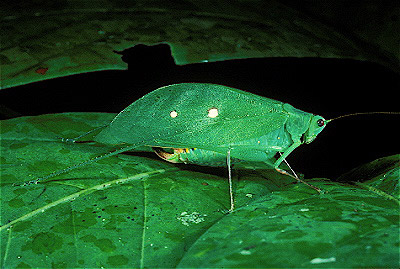  Katydid