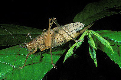  Katydid