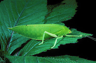  Katydid