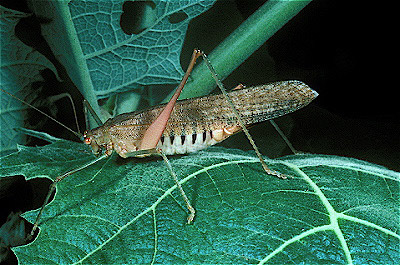  Katydid