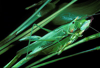  Katydid