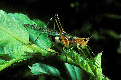  Katydid