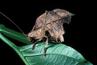 Dead Leaf Mimic Katydid