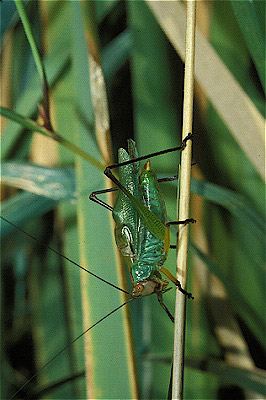 Meadow Grasshopper