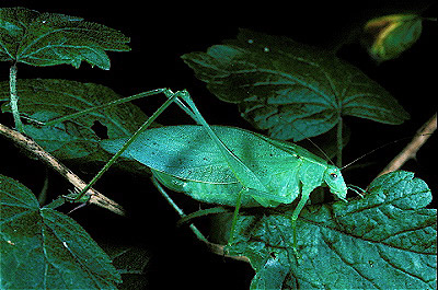 Oblong-Winged Katydid