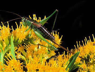 Rapier Meadow Grasshopper