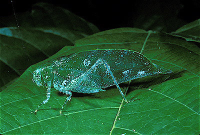 Rosophyllum Katydid