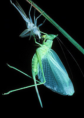 Eastern Sword-Bearer Katydid