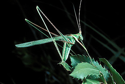 Thread-Legged Katydid