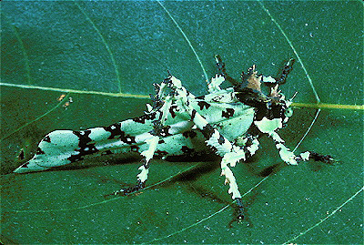 Trachyzulpha Katydid