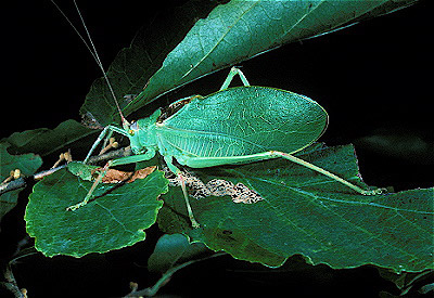 True Katydid