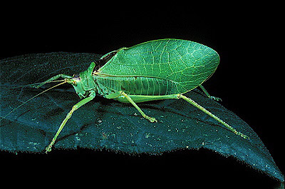 True Katydid