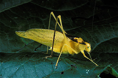 Oblong-Winged Katydid