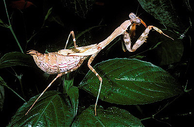 African mantis