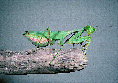 African mantis