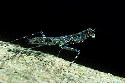 Bark Mantis Nymph