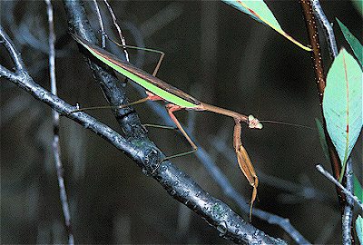 Chinese mantis