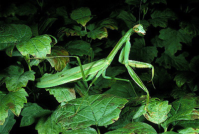 Chinese mantis