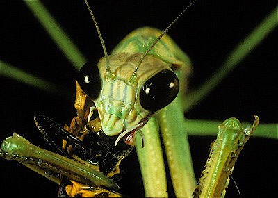 Chinese mantis