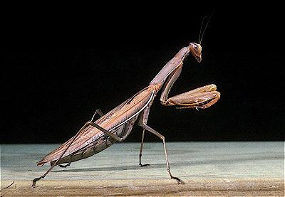 European Mantis 