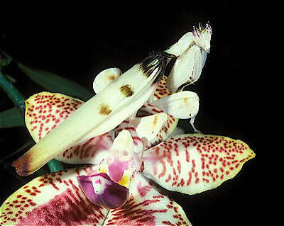 Orchid Mantis 