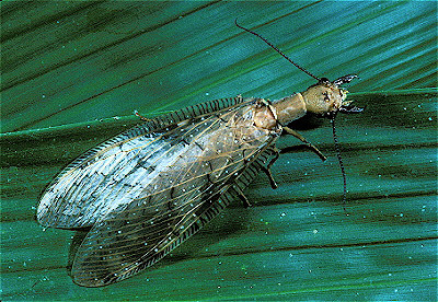 Dobsonfly