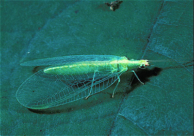 Green Lacewing