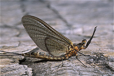 Mayfly