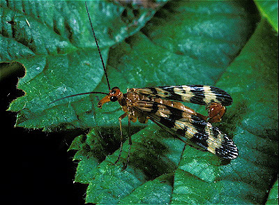 Scorpionfly