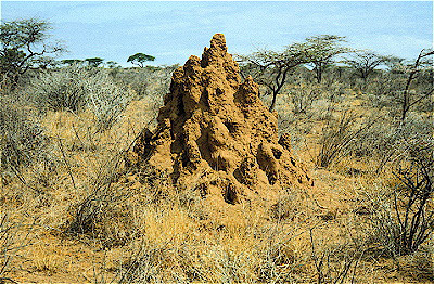 Termite Mound