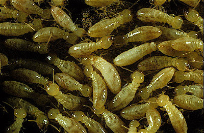 Termites