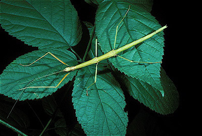 Giant Walkingstick