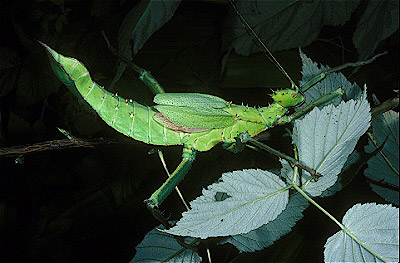 Malaysian Giant Walkingstick