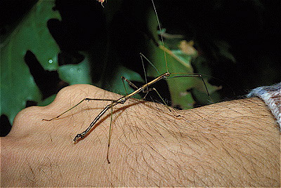 Northern Walkingstick 