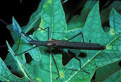 Peru Walkingstick