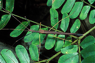 Peru Walkingstick