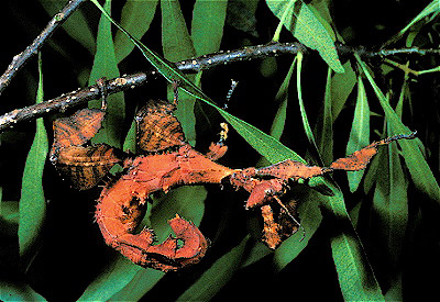 Giant Prickly Leaf Insect